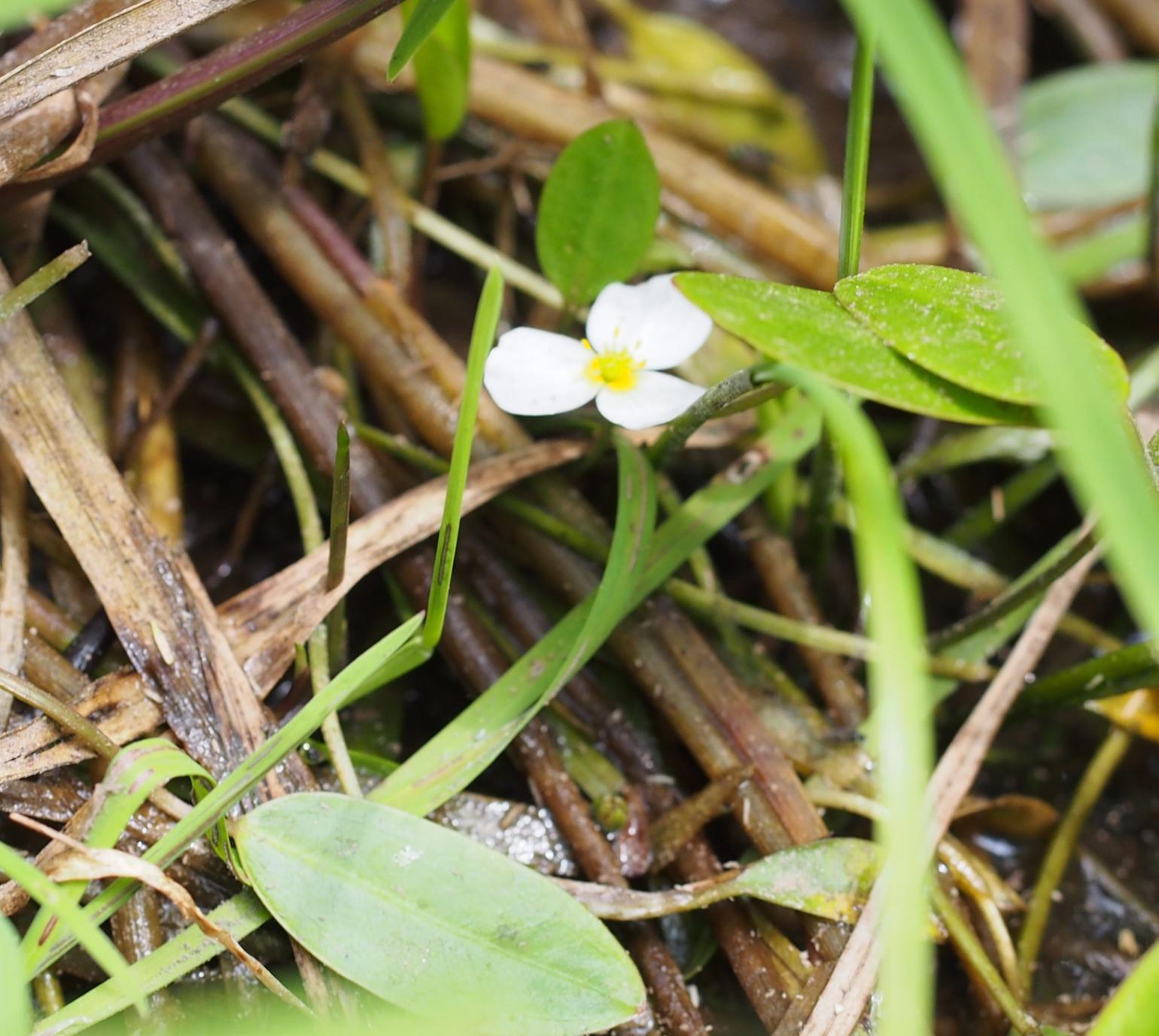 Water-plantain, Floating